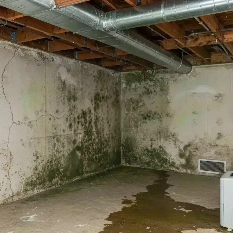 Professional Mold Removal in Tierra Verde, FL